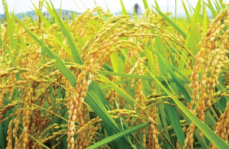 Photo of the tassels of rice