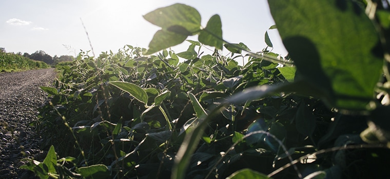 鳥取・田中農場のもち大豆はミネラル豊富な水田と畑の1年交互栽培でできています