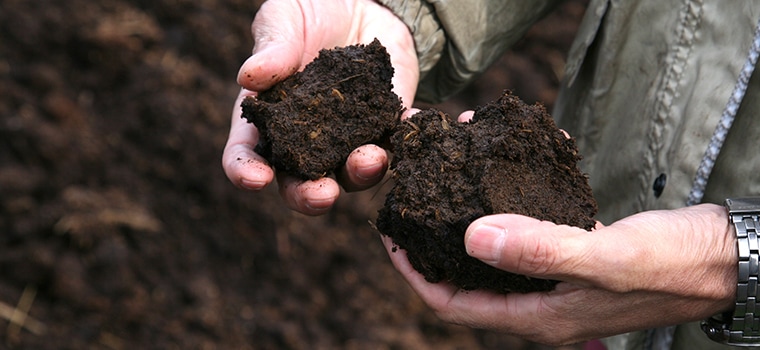 鳥取・田中農場の丹波黒豆は40年間こだわり続けた土づくりでできた栄養たっぷりの土壌で育っています