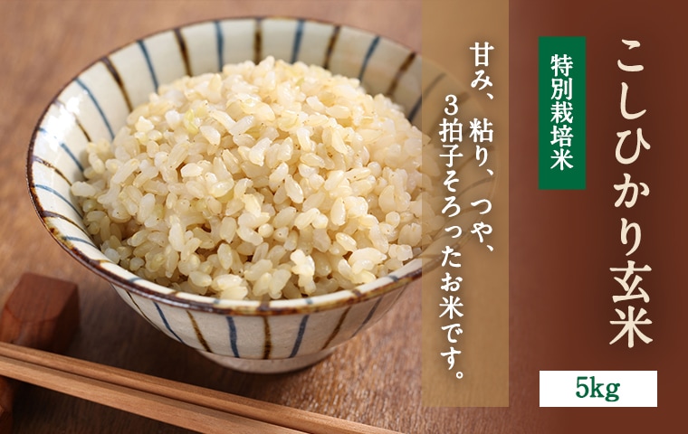 令和3年産 鳥取県産こしひかり玄米 しっかり食感＆栄養価豊富な健康米