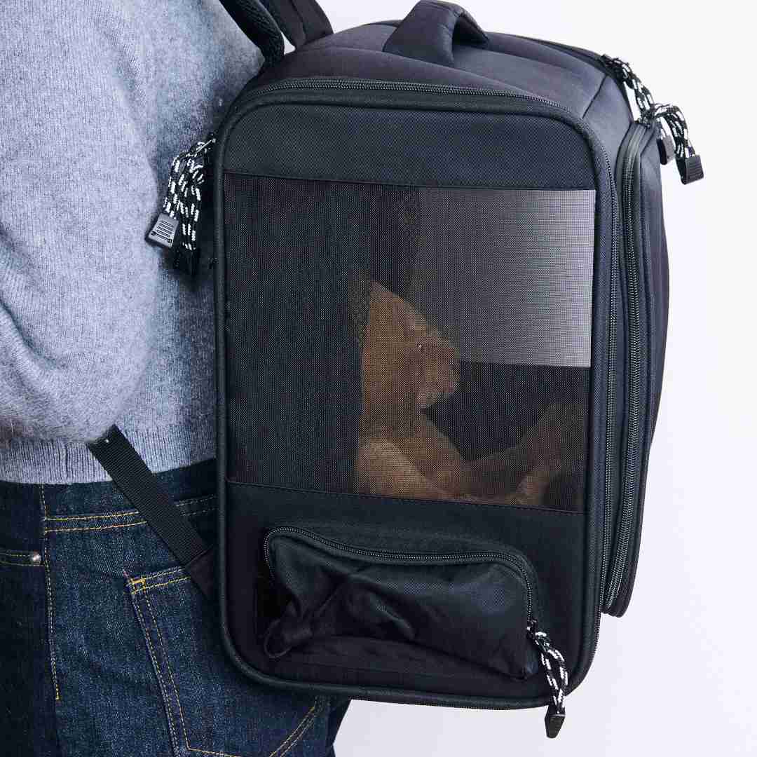 �ޤ����ƥ������ˤ�ʤ���̥ڥåȥ��å� �����ӡ�����ѥ� CBJAPAN