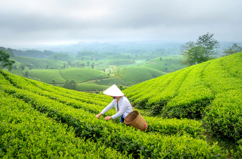 『日々是香日　vol.36』 八十八夜