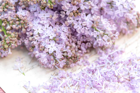 『日々是是好日 vol.38』 今月の香り-ライラック-