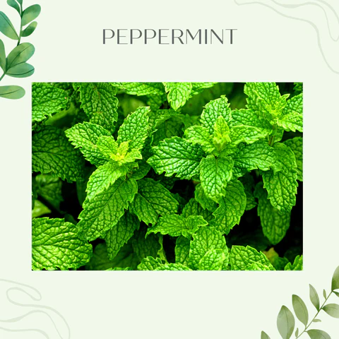 『日々是香日 VOL.48』爽やかな香り