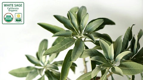 ホワイトセージ