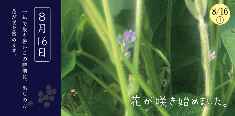 ������Ʀ����������