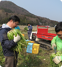 2.壬生菜の収穫