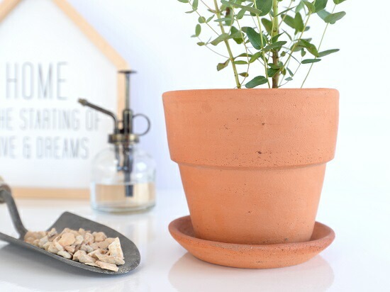 ユーカリ　グニー　テラコッタ鉢植え Amazon｜ユーカリ グニー 壺型テラコッタ鉢植え 苗｜観葉植物