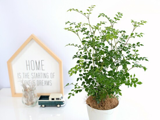 オーガニック　カレーリーフ　数株一緒になって巨大化！ 鉢植え 約1メートル超 カレーリーフ 4-5年育ててきたカレーリーフの越冬に失敗して枯れて