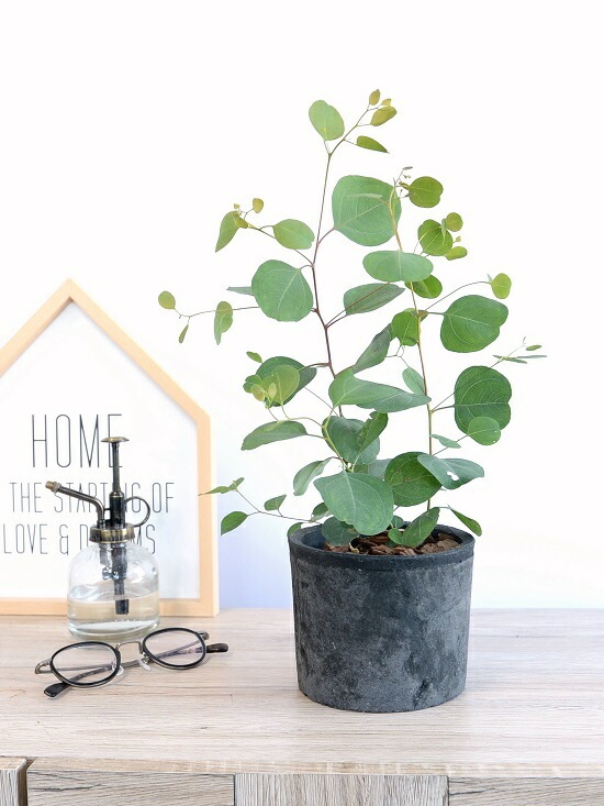 ポポラス　/446 ポポラス /446 ポポラス /446 ポポラス.jpg