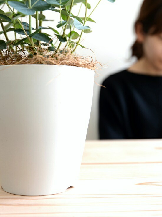 【yaapa】白鉢付＊ポポラス、グニー(100cm前後) 楽天市場】ユーカリ 2品種植え （ ポポラス ＆ グニー）8号スリット鉢