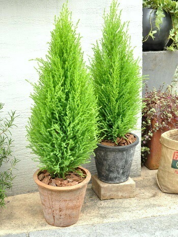 シャイニングブルー　コニファー　テラコッタ鉢植え　苗　シンボルツリー シャイニングブルー テラコッタ鉢植え コニファー 庭木 X'masツリー