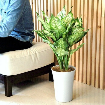 br><br>NEW!! ディフェンバキア・コンパクタ 白色シンプルプラ鉢セット