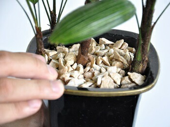 br><br>【お試し】 観音竹（カンノンチク）4号 黒色プラスチック鉢 綾