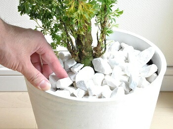 ◆ポリシャス26-012◆プラ鉢植え◆珍しい品種❣️写真現物をそのままお届け ◇ポリシャス26-012◇プラ鉢植え◇珍しい品種❣️写真現物をそのままお