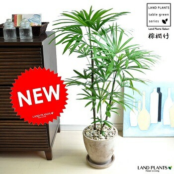 特大❗️棕櫚竹　シュロチク 観葉植物 大型 シュロチク（棕櫚竹） / 10寸・約W110×H150～170cm