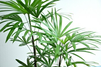 棕櫚竹　シュロチク 観葉植物 シュロチク（棕櫚竹） 8号 リブバスケットNatural 付き