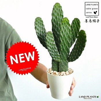 サボテン Cereus hildmannianus 鬼面角 ブランチ仕立て | ¨MONKEY TREE