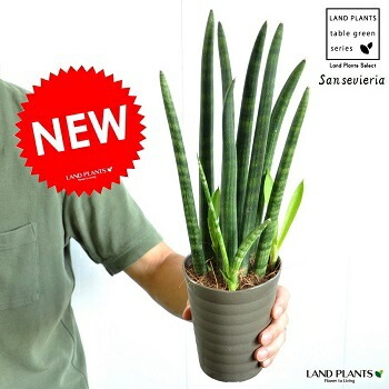 ヤ*ビ様 超希少 スタッキー 斑入り 極上輸入株　サンスベリア　多肉植物　ロリダ br><br>【お試し】サンスベリア（スタッキー） 4号 プラスチック鉢 <br