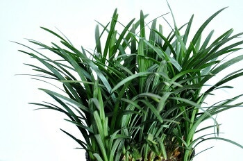 br><br>タマリュウ（玉竜） 1苗 2.5号サイズ <br>7.5cmポット