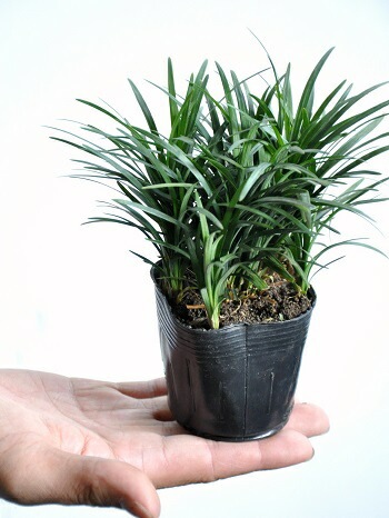 br><br>タマリュウ（玉竜） 1苗 2.5号サイズ <br>7.5cmポット