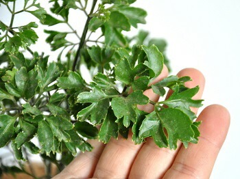 br><br>NEW!! ポリシャス（バタフライ） 白プラスチック鉢セット