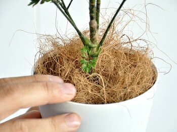 ☆ ポリシャス バタフライ♪ 10号size 122cm♪ ☆ ポリシャス バタフライ♪ 10号size 122cm♪ - メルカリ