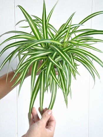 新品　観葉植物　オリヅルラン IMG_9284.jpg?fit=1200,675