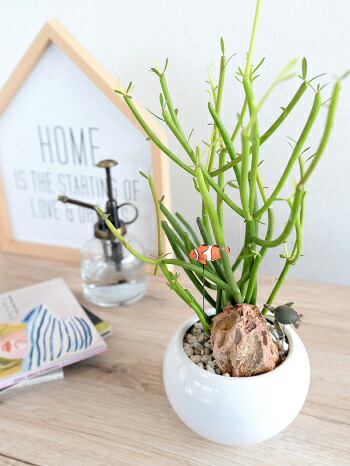 br><br>【小さな水族館】 ミルクブッシュ 白色 丸型 陶器鉢 <br