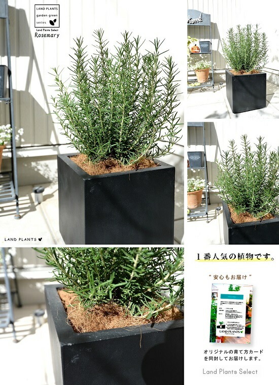 ローズマリー ローズマリーヴィオード Rosemary Viaud ｜ ピーキャットローズショップ