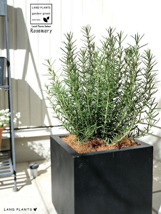 br><br>ローズマリー（中型） ブラック ファイバー キューブ 陶器鉢