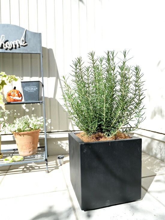 ローズマリー Rosemary, Rosy*Pro* – William Dam Seeds