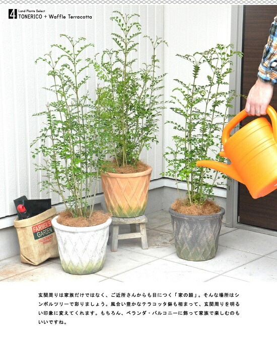 ボリューミー♡ トネリコ テラコッタ鉢植え 苗木 ボリューミー