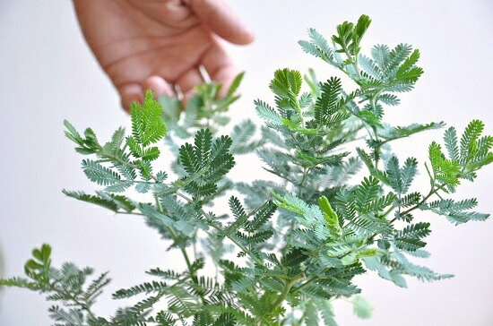 br><br>（ミモザ）アカシア 4号 白色 プラスチック鉢 【ココ