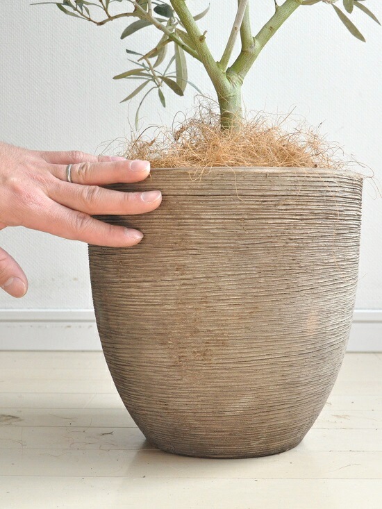 オリーブの木　イタリア製　テラコッタ鉢植え　エルグレコ　H122 オリーブの木 エルグレコ 壺型テラコッタ鉢植え 観葉植物 シンボル