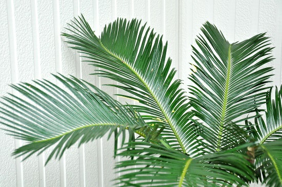 br><br>ソテツ アンティークブラウン鉢 鉢植えソテツ<br>縁起の良い