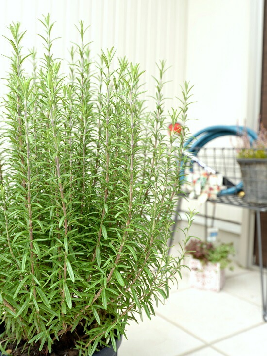 ローズマリー ローズマリー | オザキフラワーパーク | オザキフラワーパーク