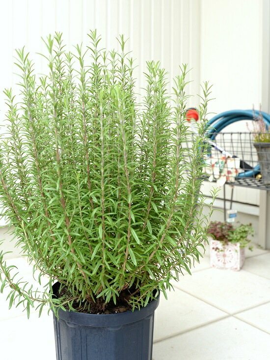 ローズマリー 園芸ネット本店｜ローズマリー（立性）：マリンブルー5号ポット の通販