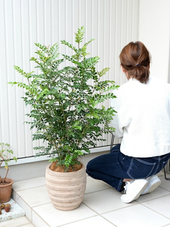 ボリューミー♡ トネリコ テラコッタ鉢植え 苗木 br><br>シマトネリコ