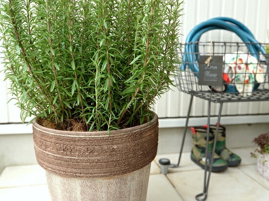 br><br>ローズマリー （made in Italy） コーヒー スクラッチ鉢 <br