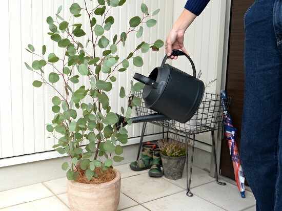 ユーカリ　ポポラス　ポリアンセモス　スクエア型テラコッタ鉢植え　苗 ユーカリ ポポラス ポリアンセモス スクエア型テラコッタ鉢植え 苗
