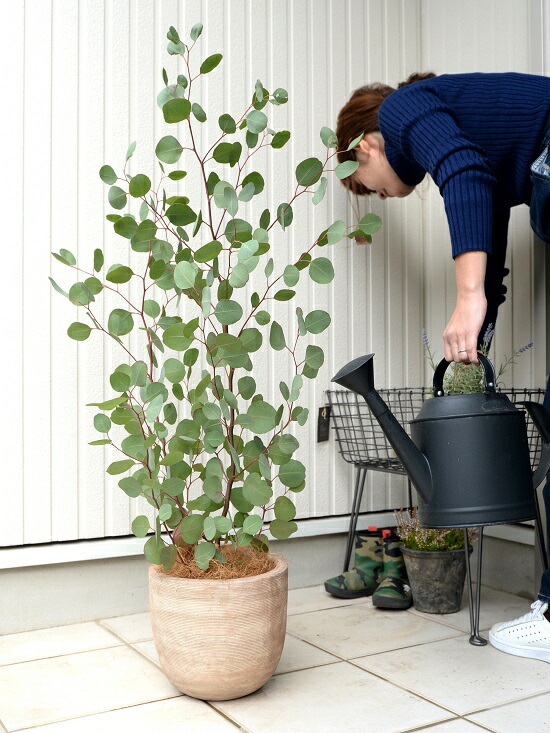 br><br>ユーカリ （ポポラス） デザインの良い テラコッタ 鉢植え <br