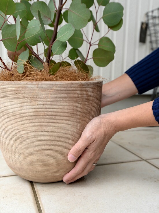 ユーカリ　ポポラス　スクエア型テラコッタ鉢植え　苗　シンボルツリー ユーカリ ポポラス スクエア型テラコッタ鉢植え 苗 シンボルツリー