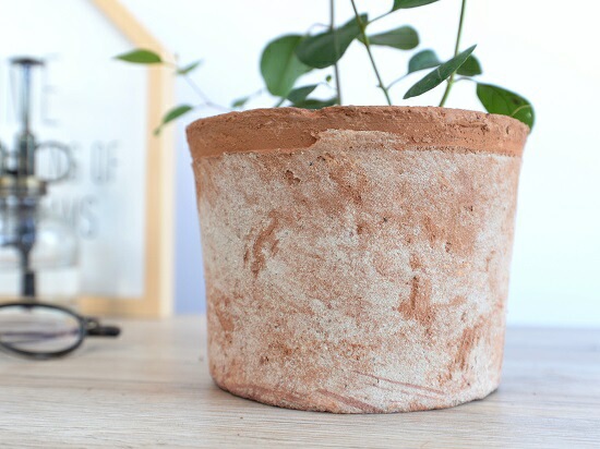 ユーカリ（ポポラス） 茶色 モスポット シリンダー 陶器鉢（バーク