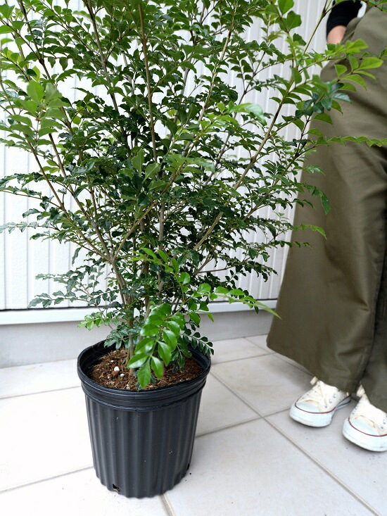 新品，SALE シマトネリコ 苗木 樹高 約1.0m 鉢植え（株立ち