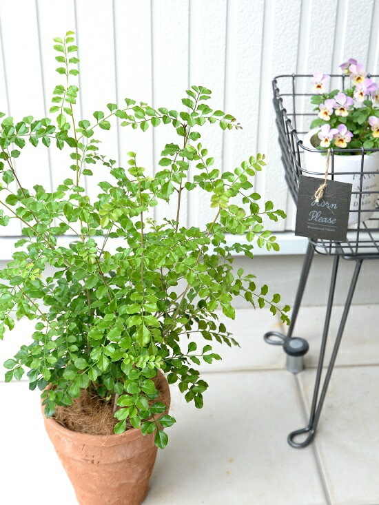 br><br>シマトネリコ （茶色）モスポット トール ラウンド型 <br