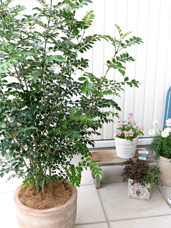 br><br>シマトネリコ デザインの良い テラコッタ 鉢植え （横縞） <br