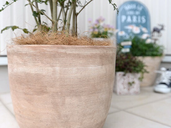 ボリューミー♡ トネリコ　テラコッタ鉢植え　苗木 ボリューミー♡ トネリコ テラコッタ鉢植え 苗木