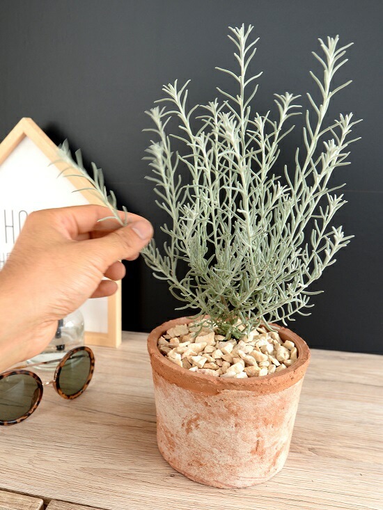 アンティーク フラワー・ガーデニング テラコッタ製淡いピンク植木鉢