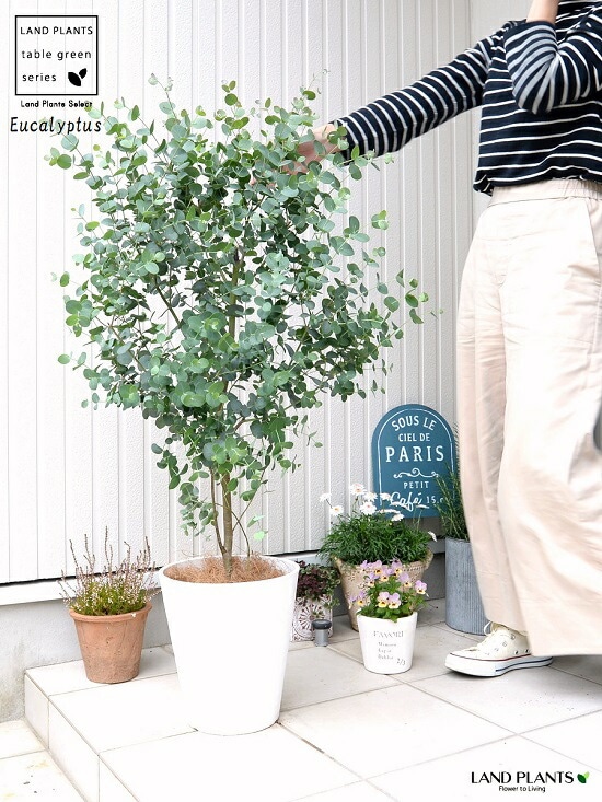 ユーカリ　グニー　鉢皿付き 観葉植物 おしゃれ ユーカリ グニー 4号鉢 たまご陶器鉢 受け皿